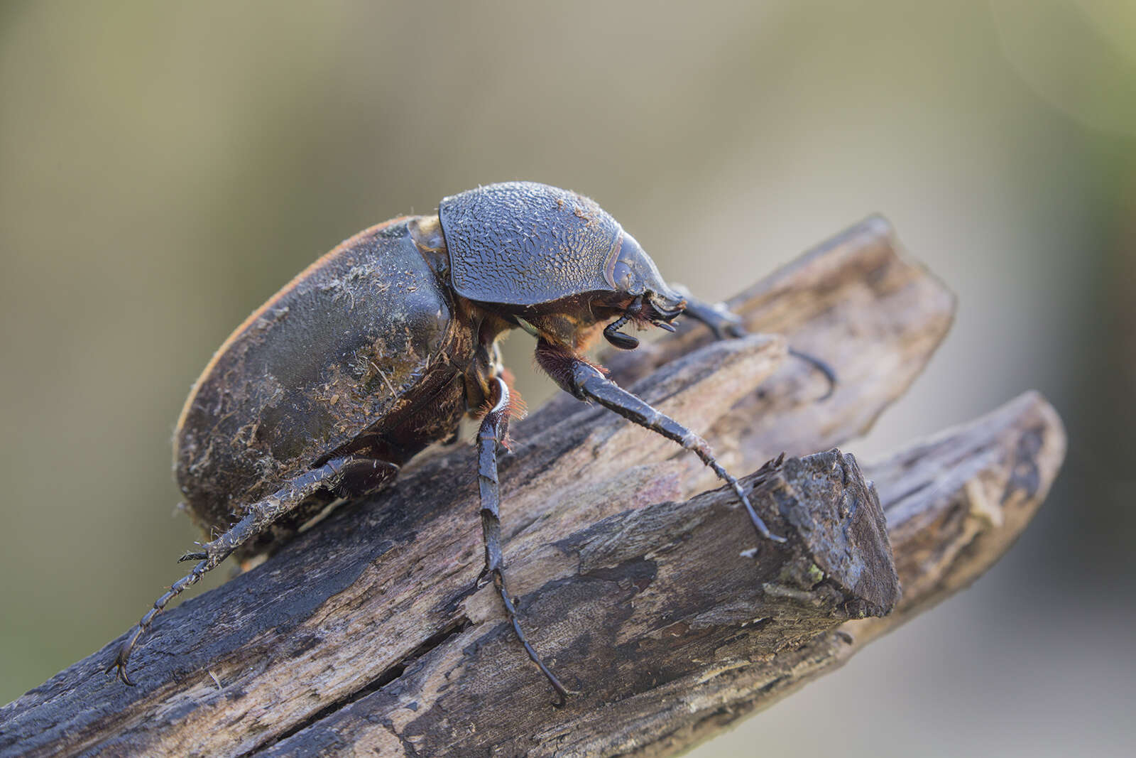 Image of Chalcosoma atlas keyboh Nagai 2004