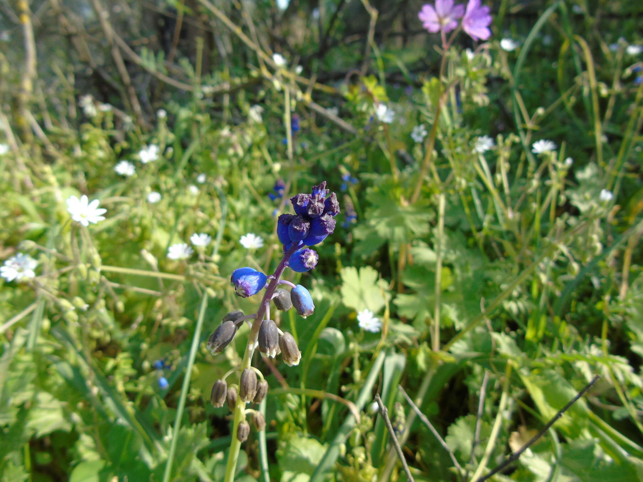 Слика од Bellevalia dubia subsp. boissieri (Freyn) Feinbrun