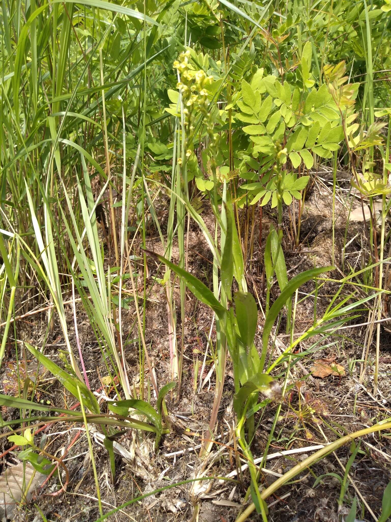 Image of palegreen orchid