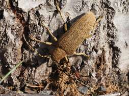 Image of Poplar Long-Horned Beetle