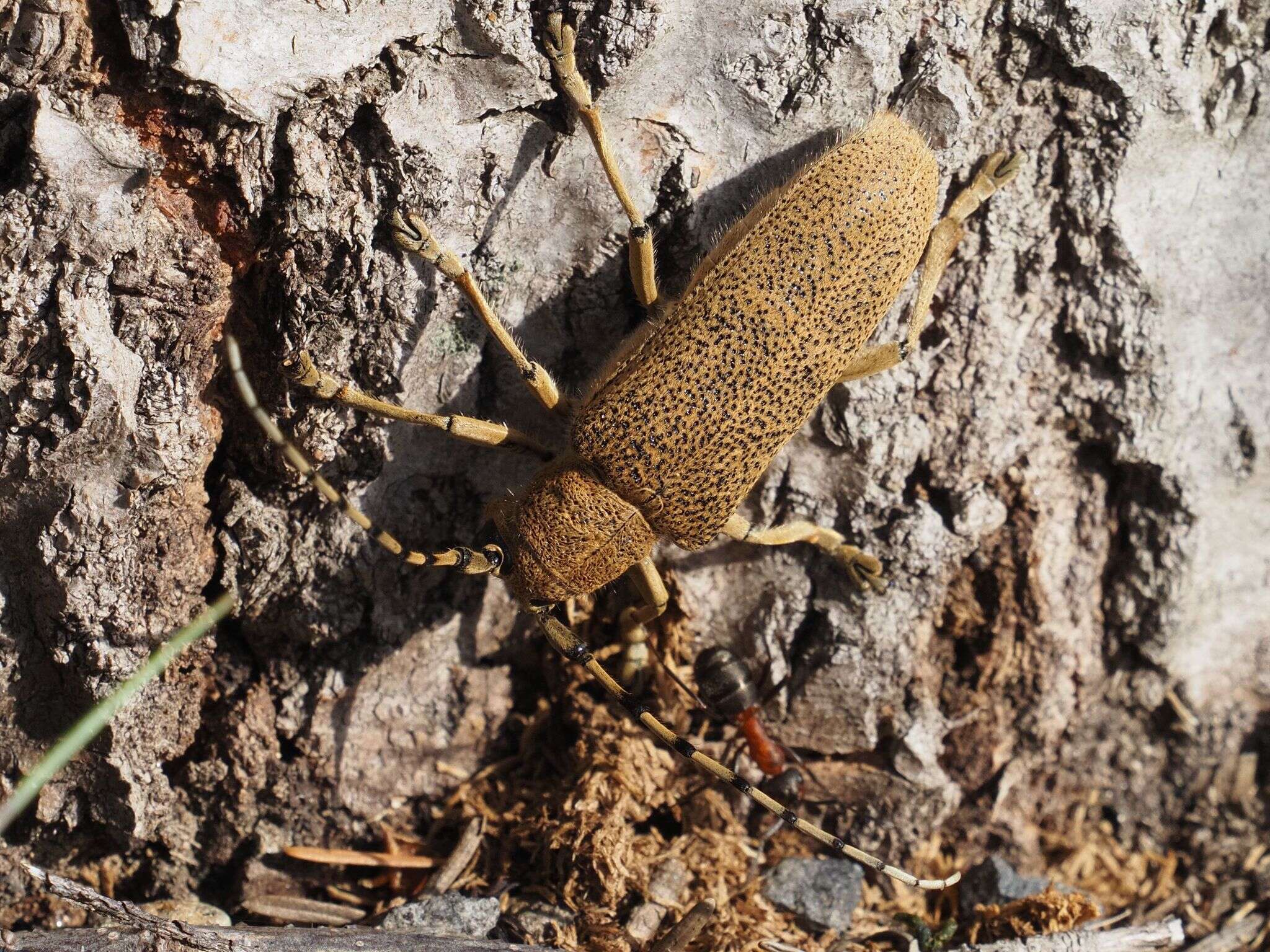 Image of Poplar Long-Horned Beetle