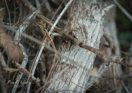 Image of Monte Cristi Anole