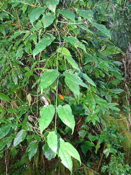 Image of Clematis henryi Oliv.