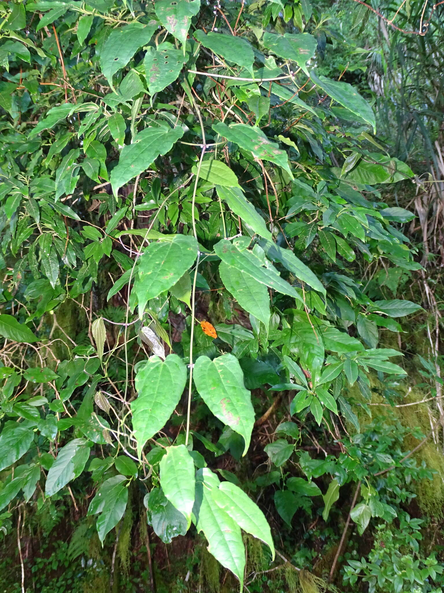 Imagem de Clematis henryi Oliv.