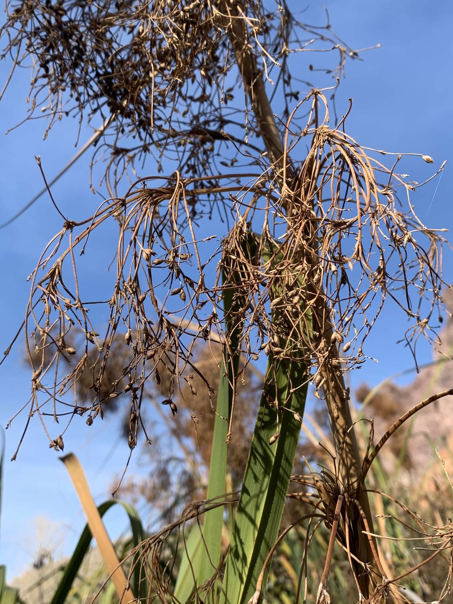 Imagem de Cladium mariscus subsp. californicum (S. Watson) Govaerts