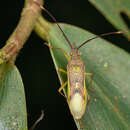 Image of Homoeocerus (Tliponius) fraternus Distant 1908