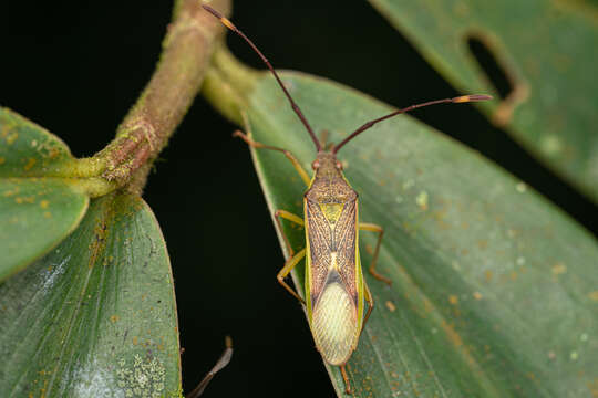 Image of Homoeocerus (Tliponius) fraternus Distant 1908