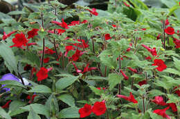 Imagem de Achimenes erecta (Lam.) H. P. Fuchs