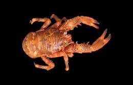 Image of Leach's squat lobster