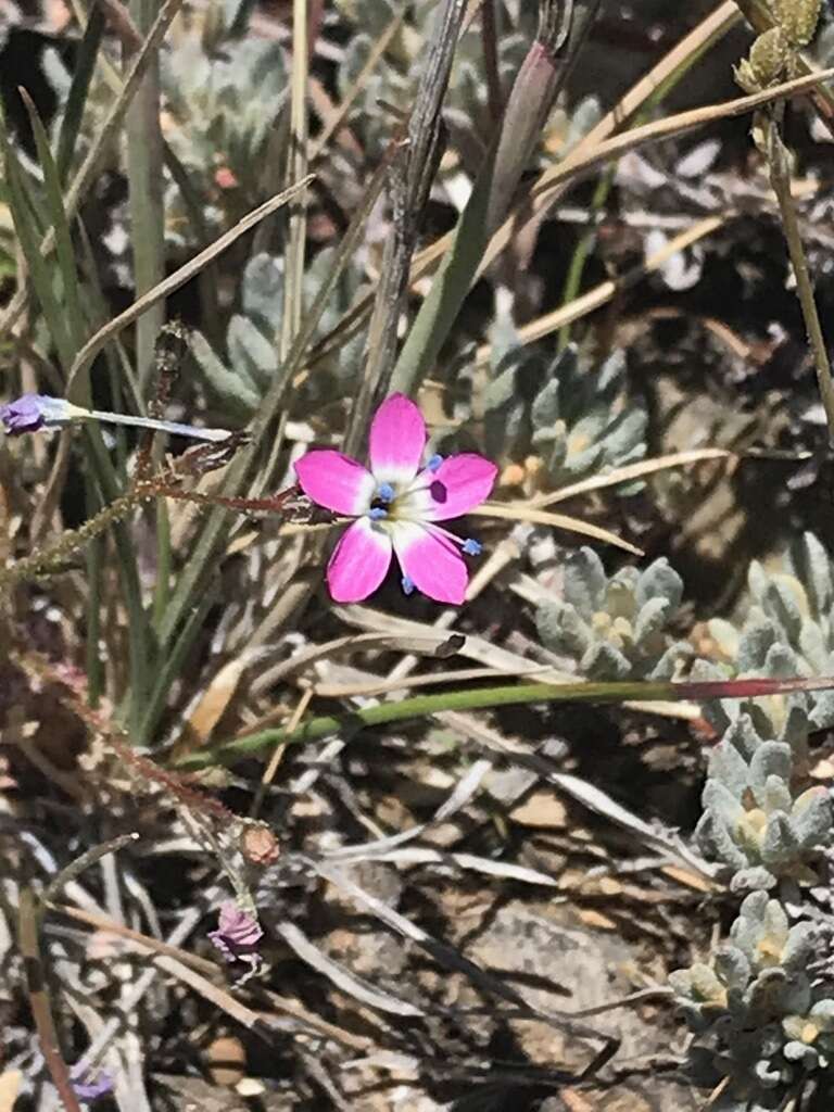 Image of fineflower gilia