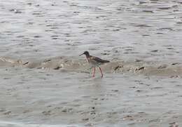 Image of Common Redshank