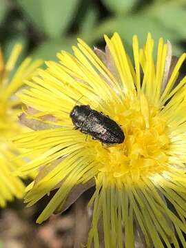 Imagem de Anthaxia inornata (Randall 1838)