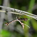 Image of common Hebe plume moth