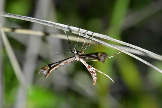 Amblyptilia falcatalis (Walker 1864) resmi