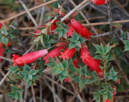 Image of Styphelia serratifolia