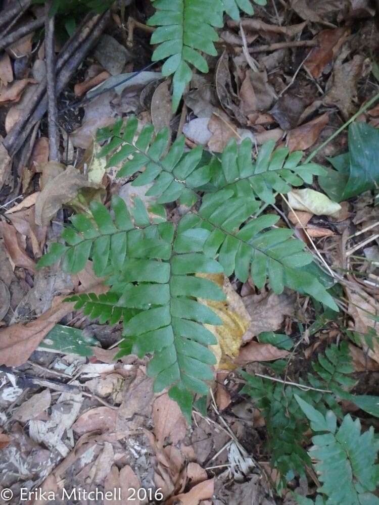 Imagem de Adiantum latifolium Lam.