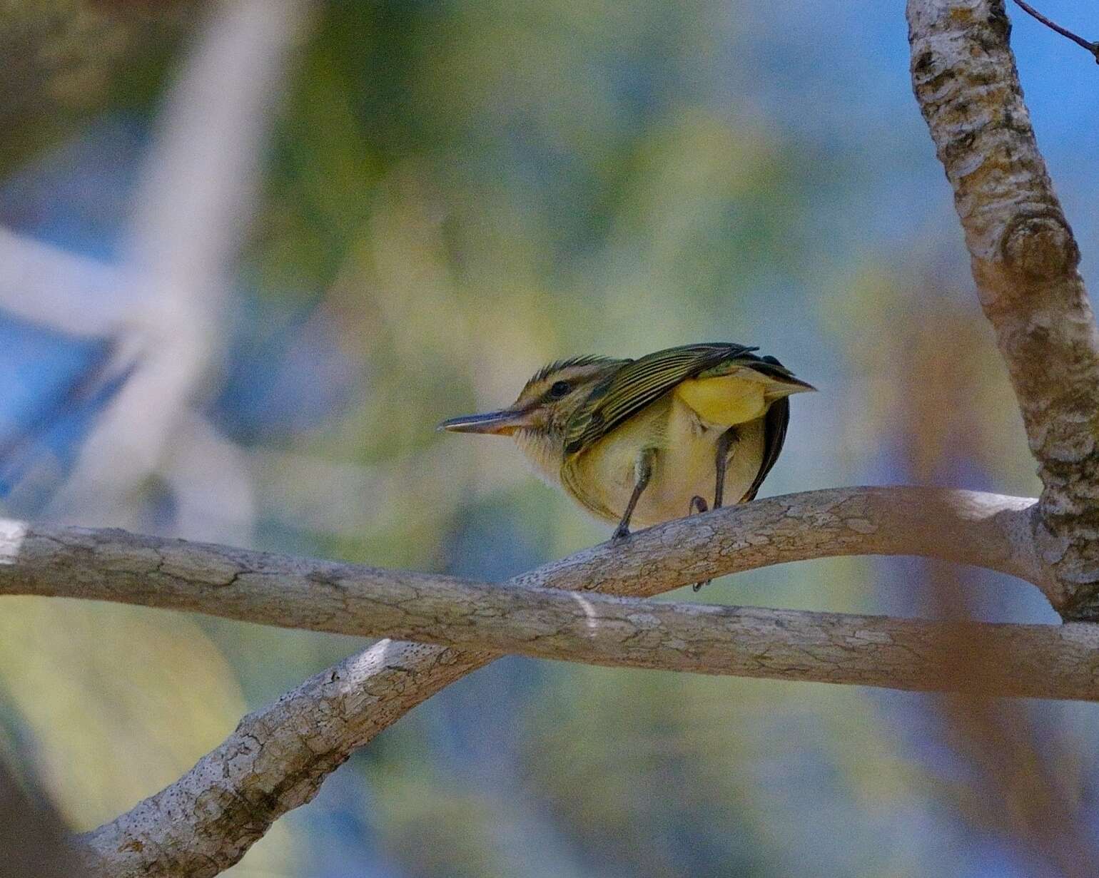 Image of Black-whiskered Vireo