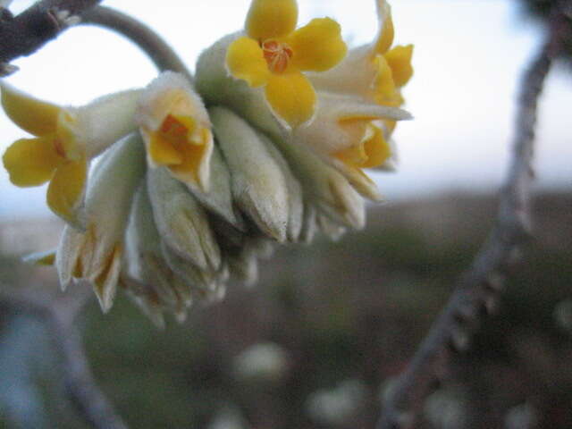 Image of Oriental paperbush