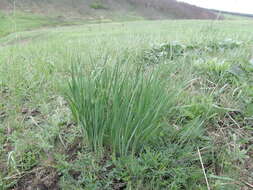 Image of Iris pontica Zapal.