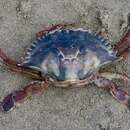 Image of Bocourt swimming crab