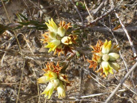 Image of Phylica strigulosa Sond.