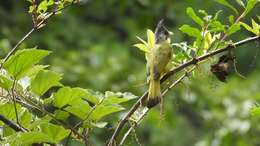 Image of Crested Finchbill