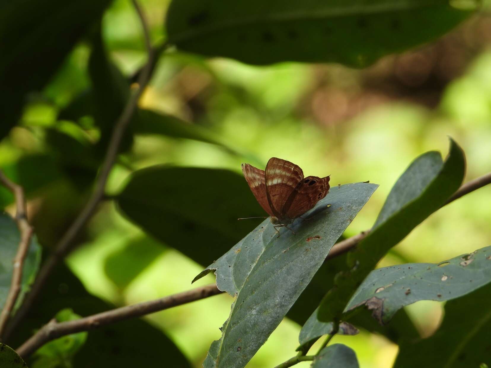 Imagem de Abisara bifasciata Moore 1877