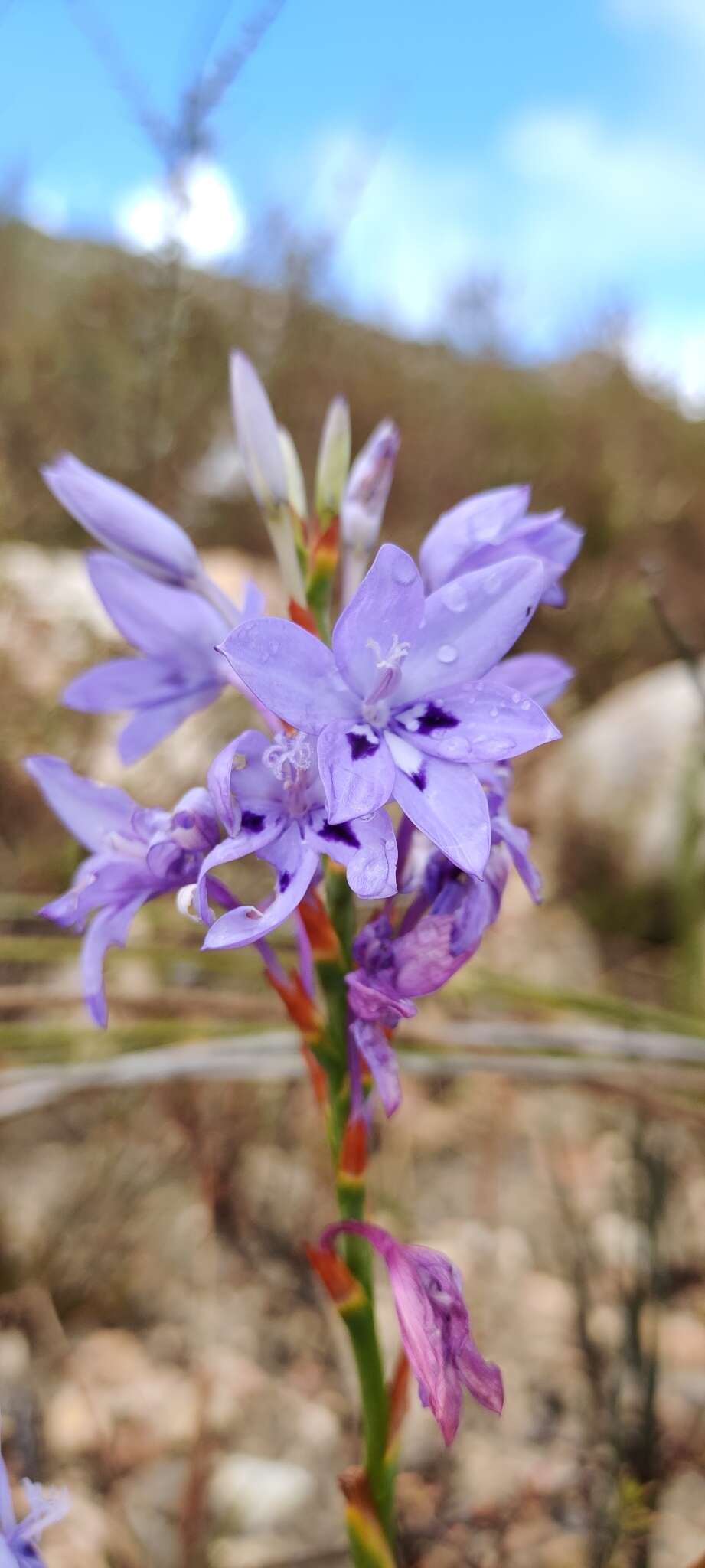 Image of Thereianthus spicatus (L.) G. J. Lewis