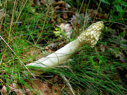 Image of Stinkhorn