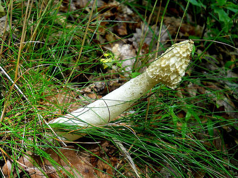 Image of Stinkhorn