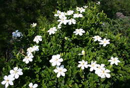 Image of Cape jasmine