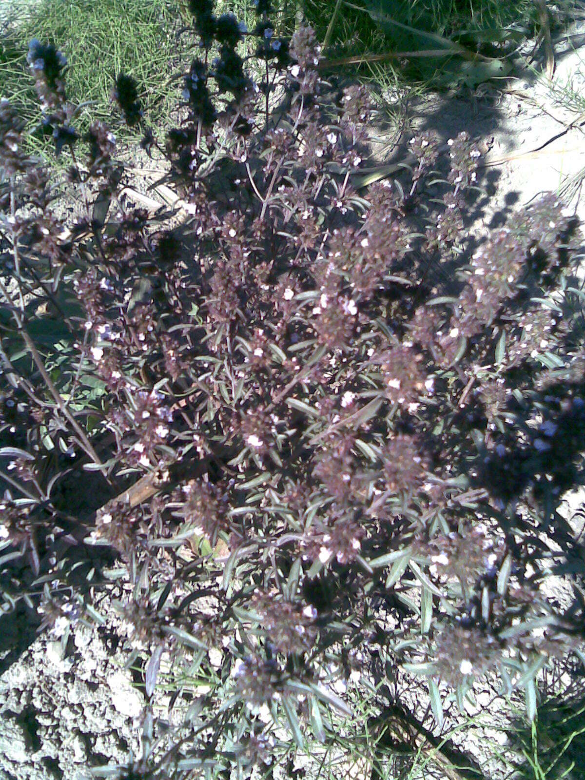 Image of summer savory