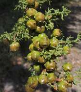 Cupressus goveniana var. abramsiana (C. B. Wolf) Little resmi