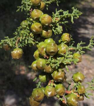 Cupressus goveniana var. abramsiana (C. B. Wolf) Little resmi