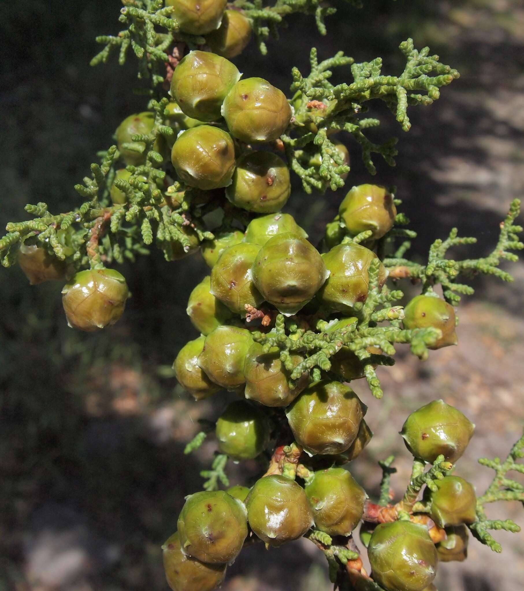 صورة Cupressus goveniana var. abramsiana (C. B. Wolf) Little