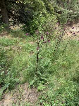 Image of Sacramento Mountain thistle