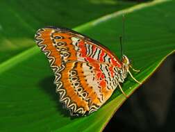 Image of Cethosia biblis Drury 1770