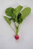 Image of cultivated radish