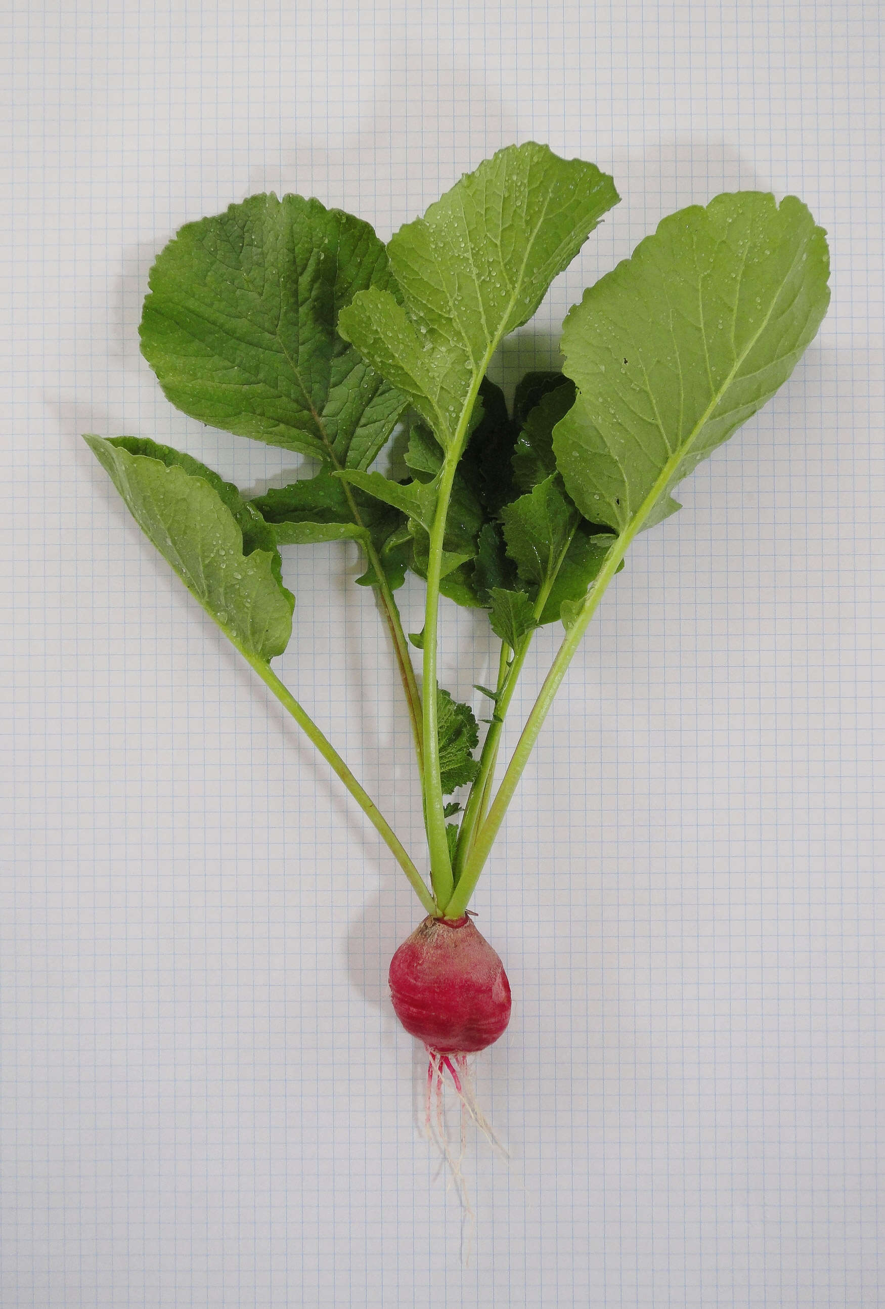 Image of cultivated radish