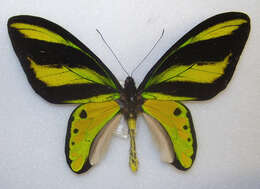 Слика од Ornithoptera tithonus de Haan 1840