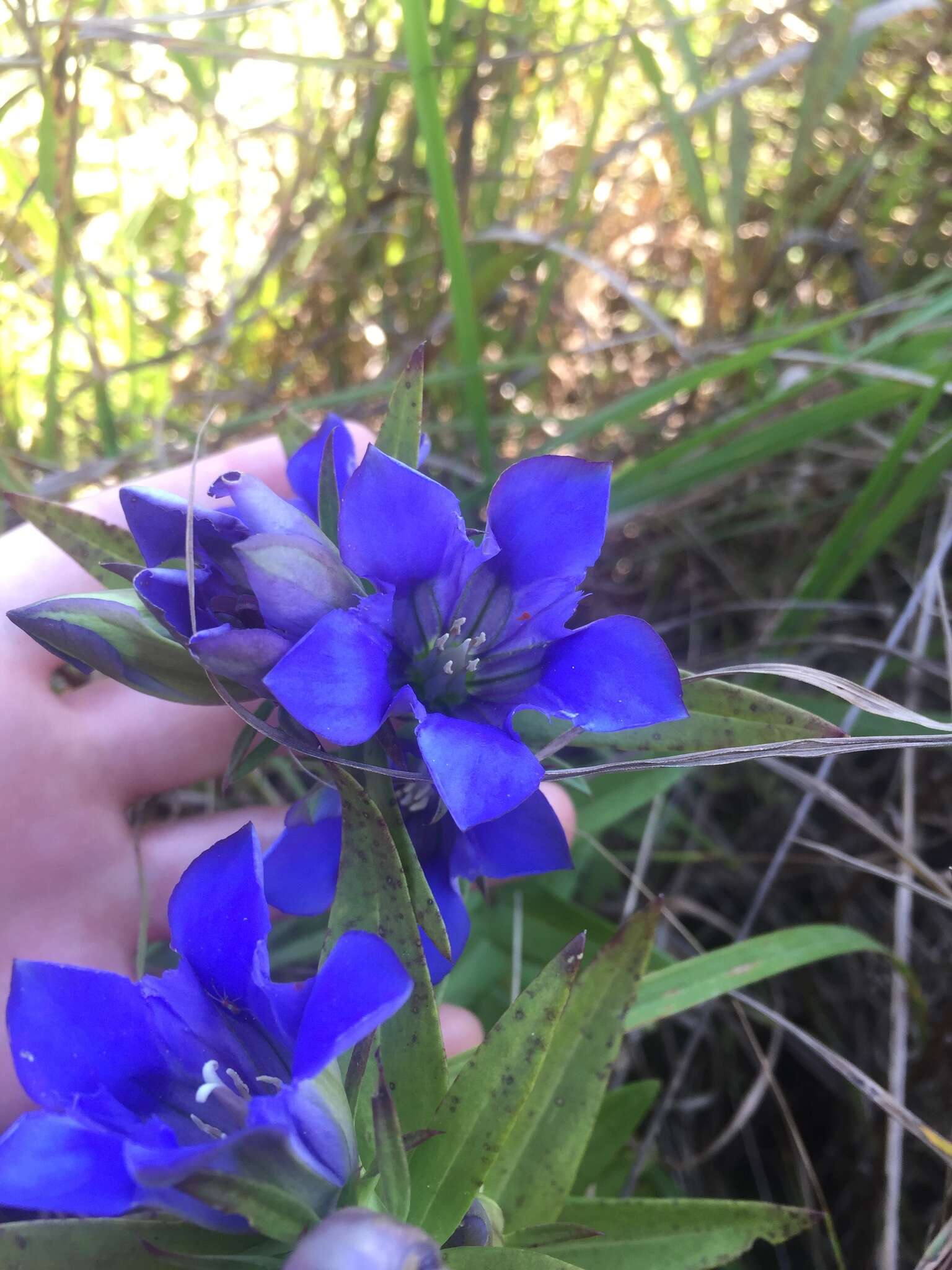 Image de Gentiana puberulenta J. S. Pringle