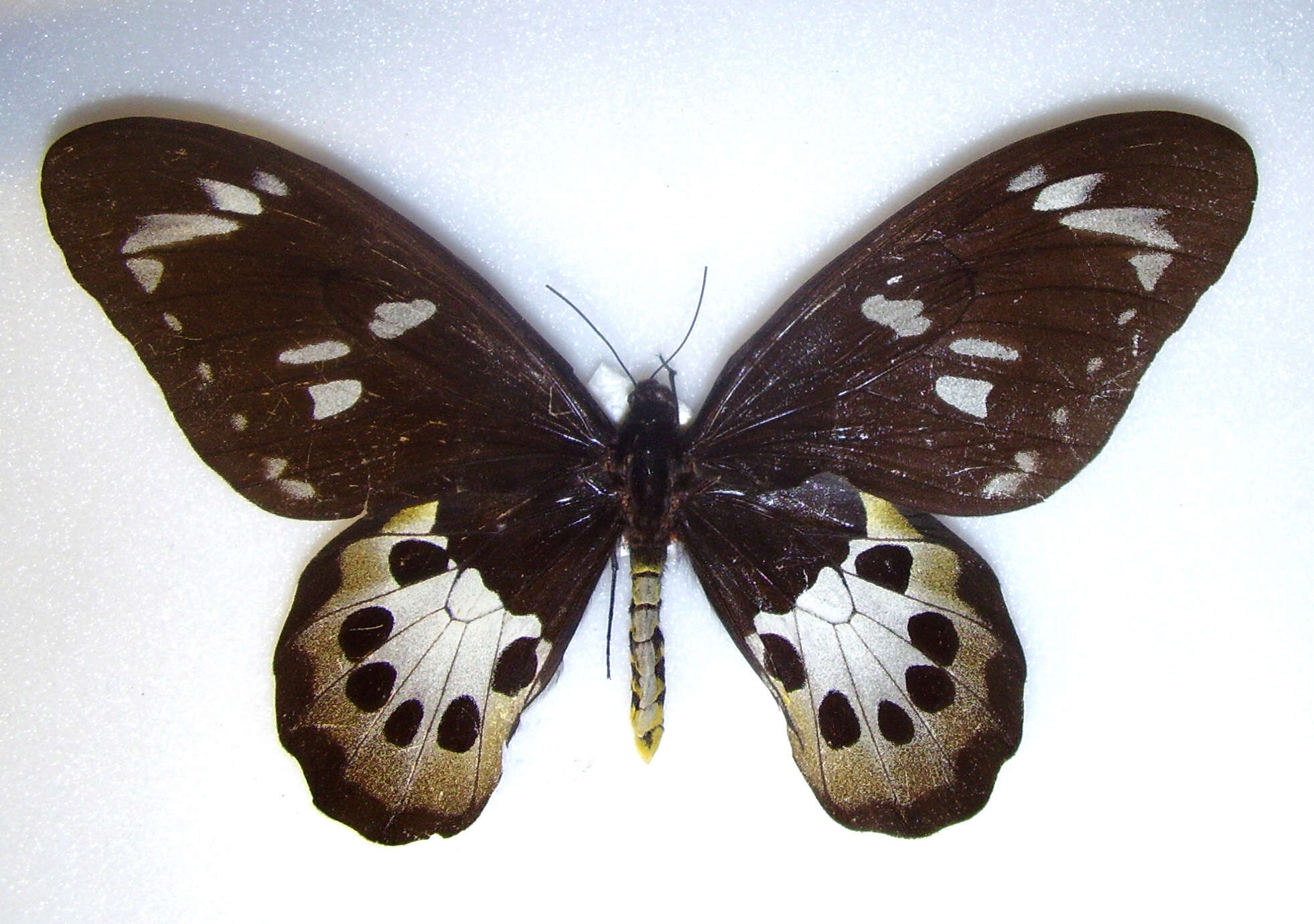 Слика од Ornithoptera tithonus de Haan 1840