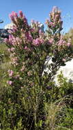 Imagem de Indigofera cytisoides Thunb.