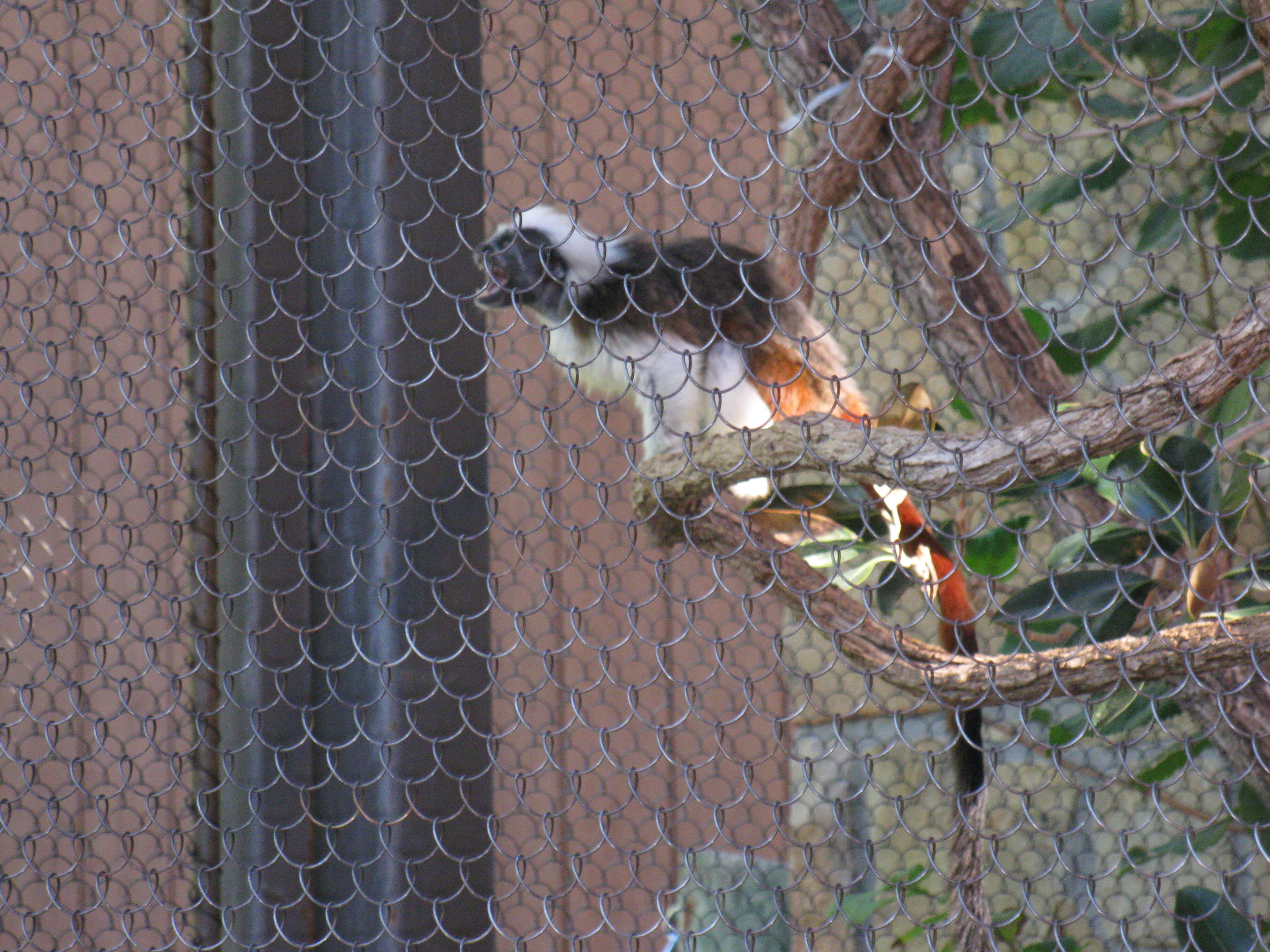 Image of Kirk's Red Colobus