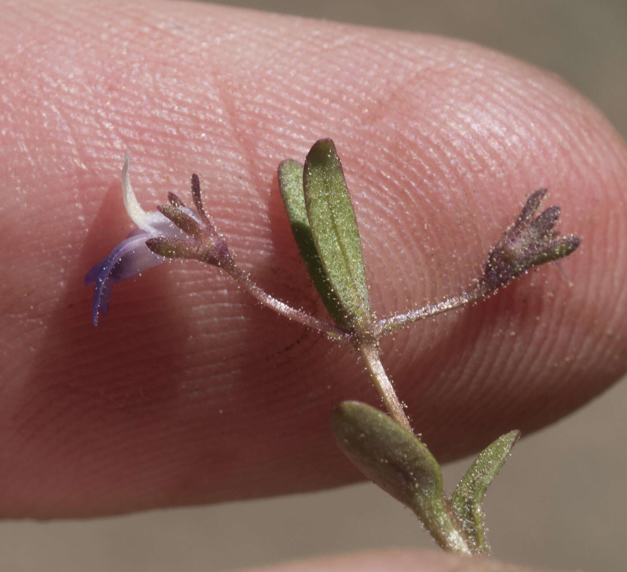 Image of Wright's blue eyed Mary