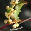 Image of Muehlenbeckia adpressa (Labill.) Meisn.