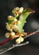 Image of Muehlenbeckia adpressa (Labill.) Meisn.