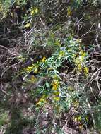 Image of Genista florida L.