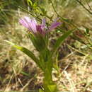 Sivun Centaurea pullata L. kuva