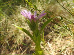 Image de Centaurea pullata L.